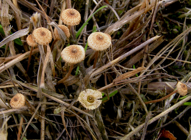 Crinipellis scabella